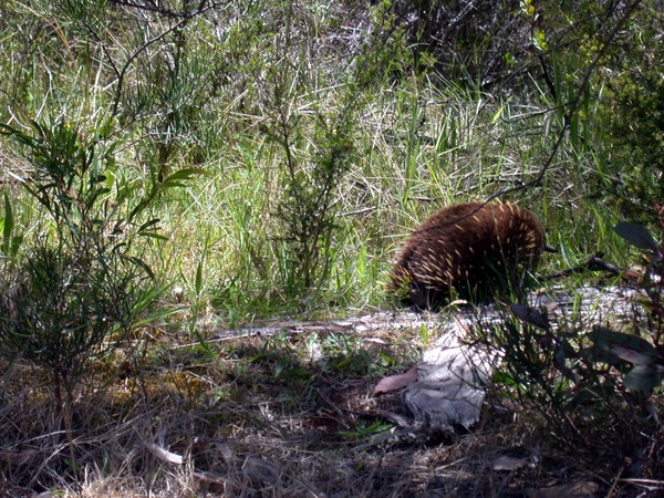 Echidna